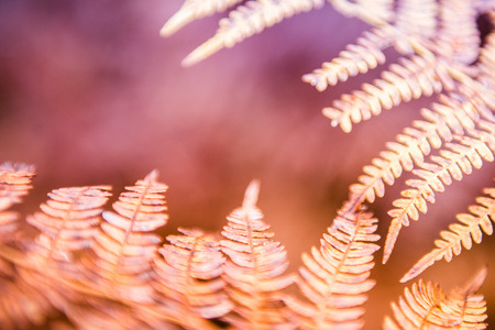 Drying Fern leaves on blurred natural background in forest. Soft focusの写真素材