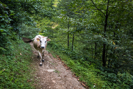 Cow of white color walks on the hill. Lots of green trees are around. の写真素材