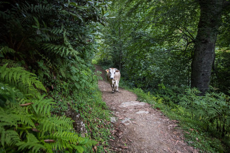Cow of white color walks on the hill. Lots of green trees are around. 