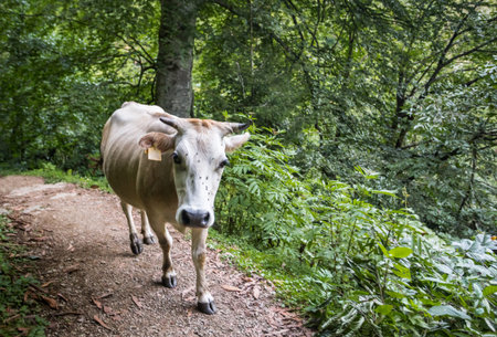 Cow of white color walks on the hill. Lots of green trees are around. の写真素材