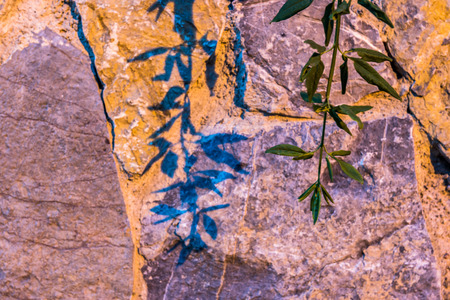 surface of the rock,texture of yellow,orange and blue stone, wall background with tree branch and its shadow over.の写真素材