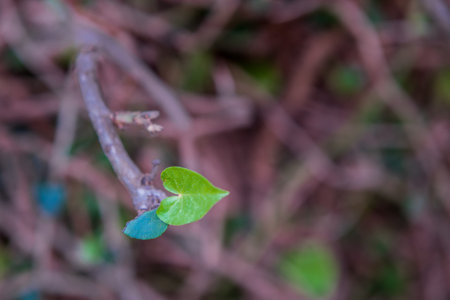 Heart shaped leaf of wild ivy around tree trunk.Natural background.Love concept.の写真素材
