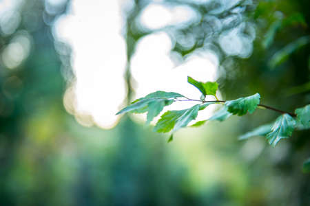 Soft view of Autumn image,leaves of wild tree leaves with shiny bokeh on backgroundの写真素材