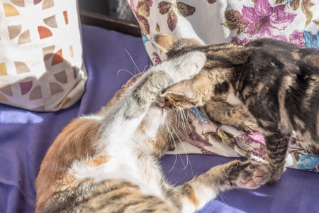 Mum cat and kittens play together on couch. Mother cat hugging a small kitten. The cat is gray, fluffy.Family of cats. の写真素材