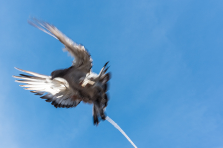 one single pigeon flying over blue clean background with its foot strapped with rope.concept of no freedom. の写真素材