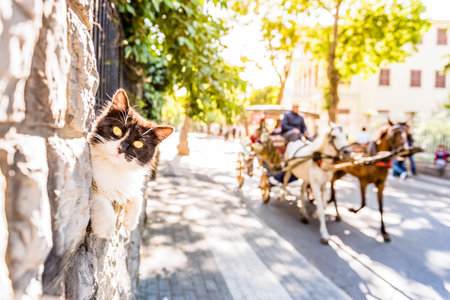 Coach or Horse carriage with tourists at Buyukada (meaning "Big Island" in English) or Prince Island.Buyuk ada is famous for beautiful streets and phaeton tour in Istanbul,Turkey.20 May 2017のeditorial素材