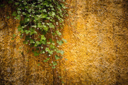 Curling green plant with long stems on one side envelops a brick wall of terracotta coloring.Copy Space.Green leaf and background concept, beautiful green leaf on cement wall background.の写真素材