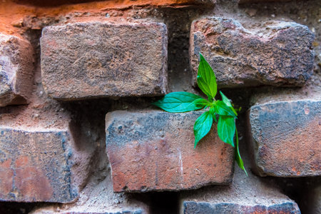 Red Brown Old Rustic Brick Wall Textured Background. Retro Brick Wall.Empty Old Brick Wall Texture....