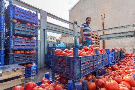 Unidentified Turkish man sells tomatoes in plastic crates with pickup truck Edirne,Turkey.17 October 2015のeditorial素材