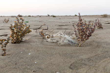 Pieces of fishing net between two bushes in sand on beach with grey sky on background.Beach and sea pollution concept.の写真素材