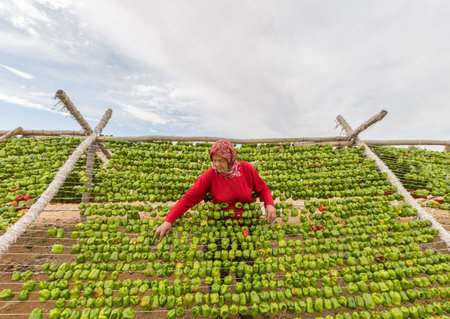 Unidentified woman hangs peppers for drying process in the sun,Gaziantep,Turkey.03 September 2016のeditorial素材