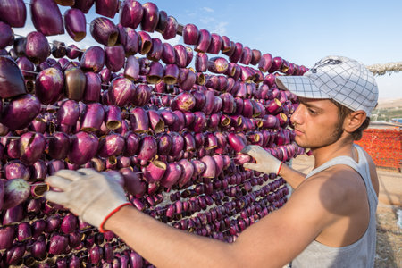 Unidentified man hangs eggplants for drying process in the sun,Gaziantep,Turkey.03 September 2016のeditorial素材