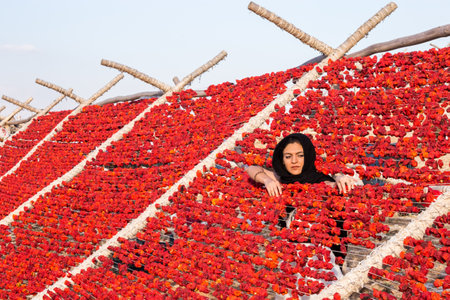 Unidentified woman hangs peppers for drying process in the sun,Gaziantep,Turkey.03 September 2016のeditorial素材