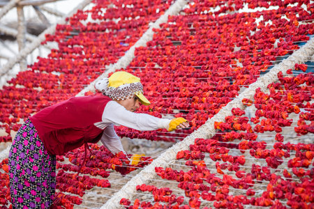 Unidentified woman hangs peppers for drying process in the sun,Gaziantep,Turkey.03 September 2016のeditorial素材