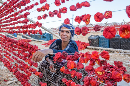 Unidentified woman hangs peppers for drying process in the sun,Gaziantep,Turkey.03 September 2016のeditorial素材