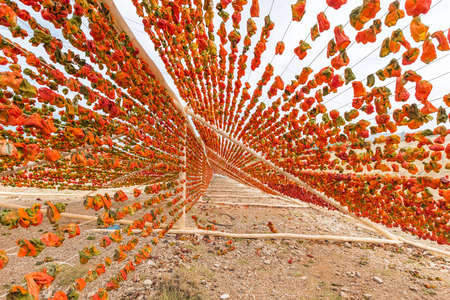 Traditional pepper drying process in the sun,Gaziantep,Turkeyの写真素材