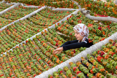 Unidentified girl hangs peppers for drying process in the sun,Gaziantep,Turkey.03 September 2016