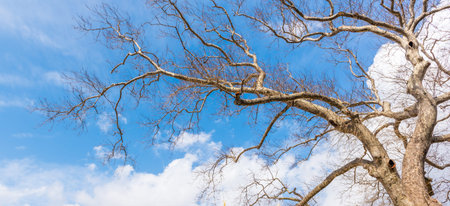 With clean and blue sky,leafless old huge plane tree and its span branches  lying into sky.Copy...