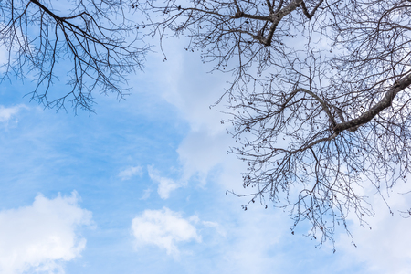 With clean and blue sky,leafless old huge plane tree and its span branches  lying into sky.Copy space for editingの写真素材