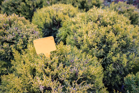 Top view of many Cupressus macrocarpa, commoly known as Monterey cypress, Wilma or Goldcrest.の写真素材