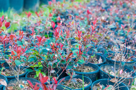 Top view of many Photinia serratifolia or Photinia serrulata which grow in pots for sale in a greenhouseの写真素材