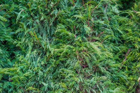 Thuja occidentalis background.Thuja occidentalis is an evergreen coniferous tree, in the cypress family Cupressaceaeの写真素材