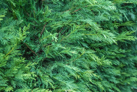 Thuja occidentalis background.Thuja occidentalis is an evergreen coniferous tree, in the cypress family Cupressaceaeの写真素材