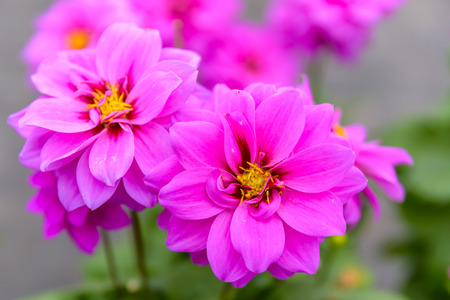 Top view of pink and violet flowers in natural garden for sale in potsの写真素材