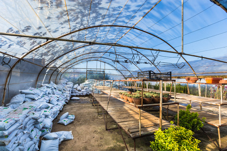 Different kind of flowers and plants in pots,plastic bags or chests at a botanical garden in greenhouse.の写真素材