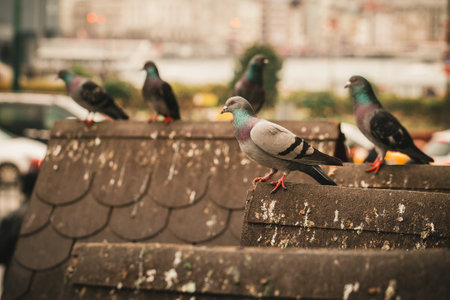 ISTANBUL/TURKEY- DECEMBER 24,2016: The New Mosque (Yeni Camii). The New Mosque is an Ottoman imperial mosque completed in 1665, located in Istanbul, Turkeyのeditorial素材
