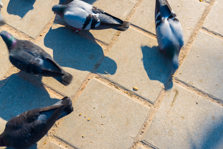 Pigeons on the stairs of New Mosque (Yeni Camii). The New Mosque is an Ottoman imperial mosque completed in 1665, located in Istanbul, Turkey.の写真素材