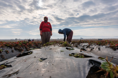 Turkish women Farmers working together in strawberry fields in Autumn.Aydin,Turkey.January 15,2017のeditorial素材
