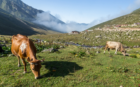 Brown cow on mountain pasture. Brown cow at a mountain pasture in summer. Cows on fresh green grass of a mountain village.の写真素材