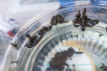 Many Medical leeches in a plastic bottle.Sucking leeches for veins cleaning in human body:procedure of hyrudotherapy,hirudotherapy(Medicinal leech therapy)の写真素材