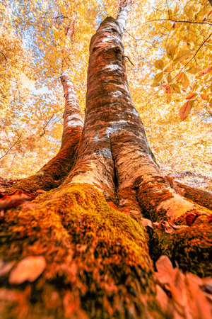 Bottom view of tops of trees with orange and red leaves in autumn.Morning scene in colorful...