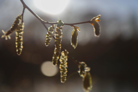 Flowering branch of a tree, in the spring