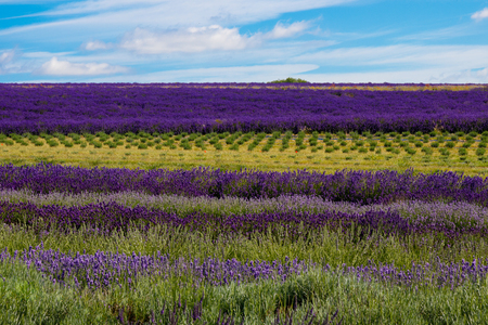 The lavender farm in the summertime.の写真素材