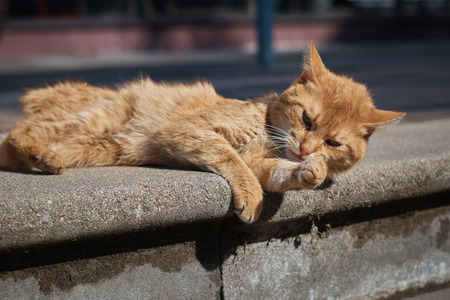 Ginger young cat .の写真素材