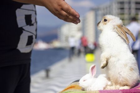 Mother rabbit and white cubの写真素材