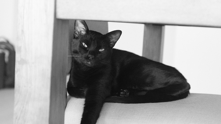 Black Cat Restingの写真素材