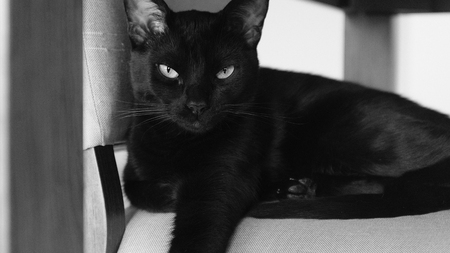Black Cat Restingの写真素材