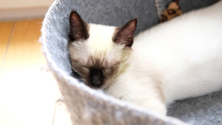 Siamese catの写真素材