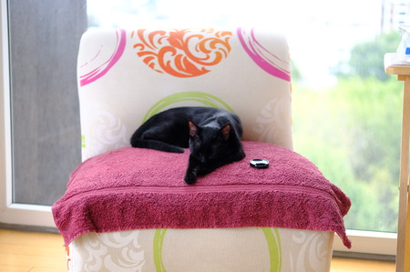 Black Kitten resting on Sofaの写真素材