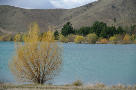 No leaf near lakeの写真素材