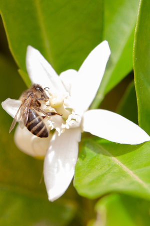 Honey bee collecting pollen from a flower of a lemon tree.