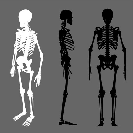 vector skeleton silhouette setのイラスト素材