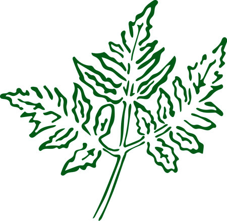 Illustration of a papaya leaf isolated on white background done in retro style.のイラスト素材