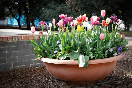 Tulips Garden Ideas Designの写真素材