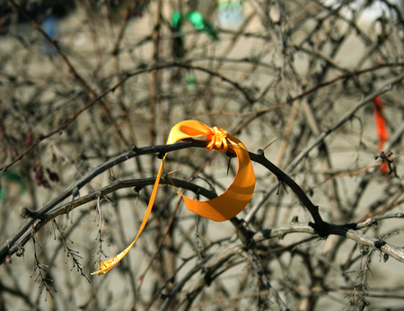 A yellow ribbon tied to a branchの写真素材