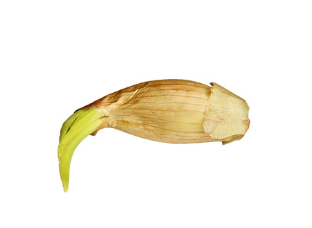 Last year's sprouted bow, put the arrow on a white backgroundの写真素材